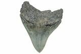 Serrated, Fossil Megalodon Tooth - South Carolina #327560-1